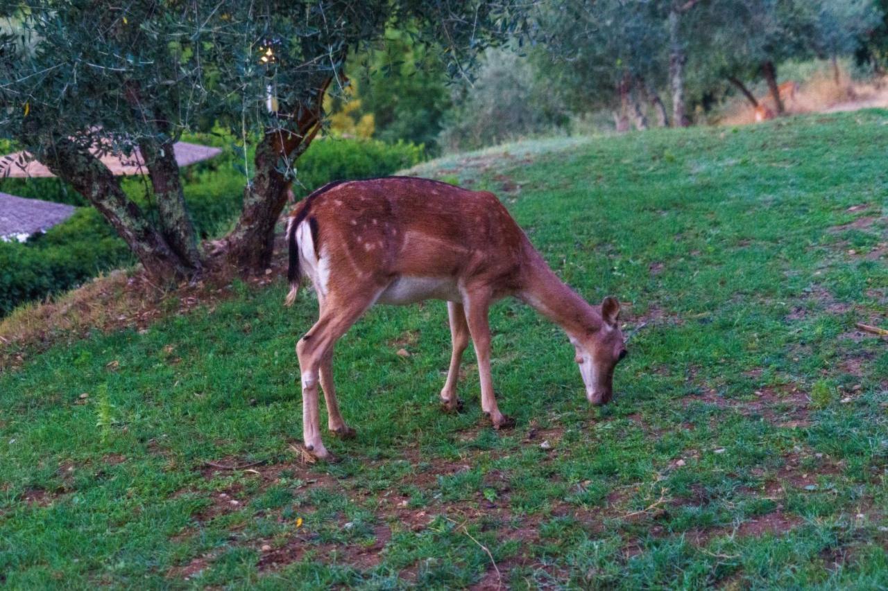 Celle Di Lecchi Nel Chianti Villa San Sano Екстериор снимка